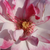 Rose - Rosiers floribunda - Abigaile ®